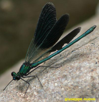 Calopteryx haemorrhoidalis